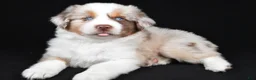 Miniature Australian Shepherd dogs for sale: Austin - Ad 3