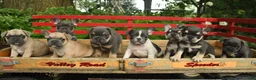 French Bulldog dogs for sale: Maestro - Ad 5