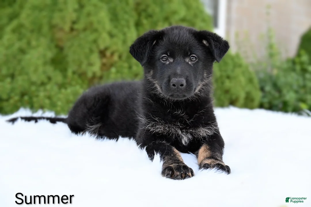 German Shepherd dogs for sale: Summer - Ad 2