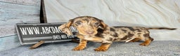 Miniature Dachshund dogs for sale: Rianna dappleShow boy - Ad 8