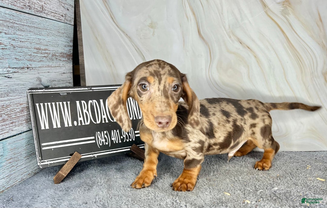 Miniature Dachshund dogs for sale: Rianna dappleShow boy - Ad 8