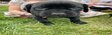 Cane Corso Puppy 5