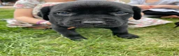 Cane Corso dogs for sale: Cane Corso Puppy 5 - Ad 1