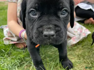 Cane Corso dogs for sale: Cane Corso Puppy 5 - Ad 2