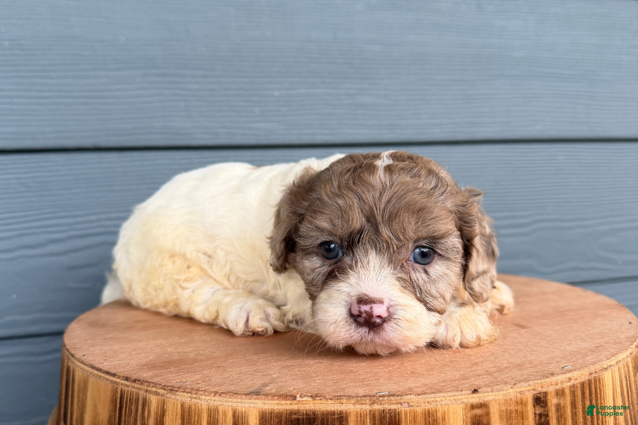 Cavapoo dogs Willow - Ad 12