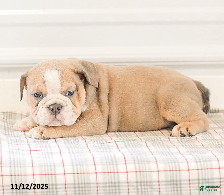 English Bulldog dogs Landis - Ad 34