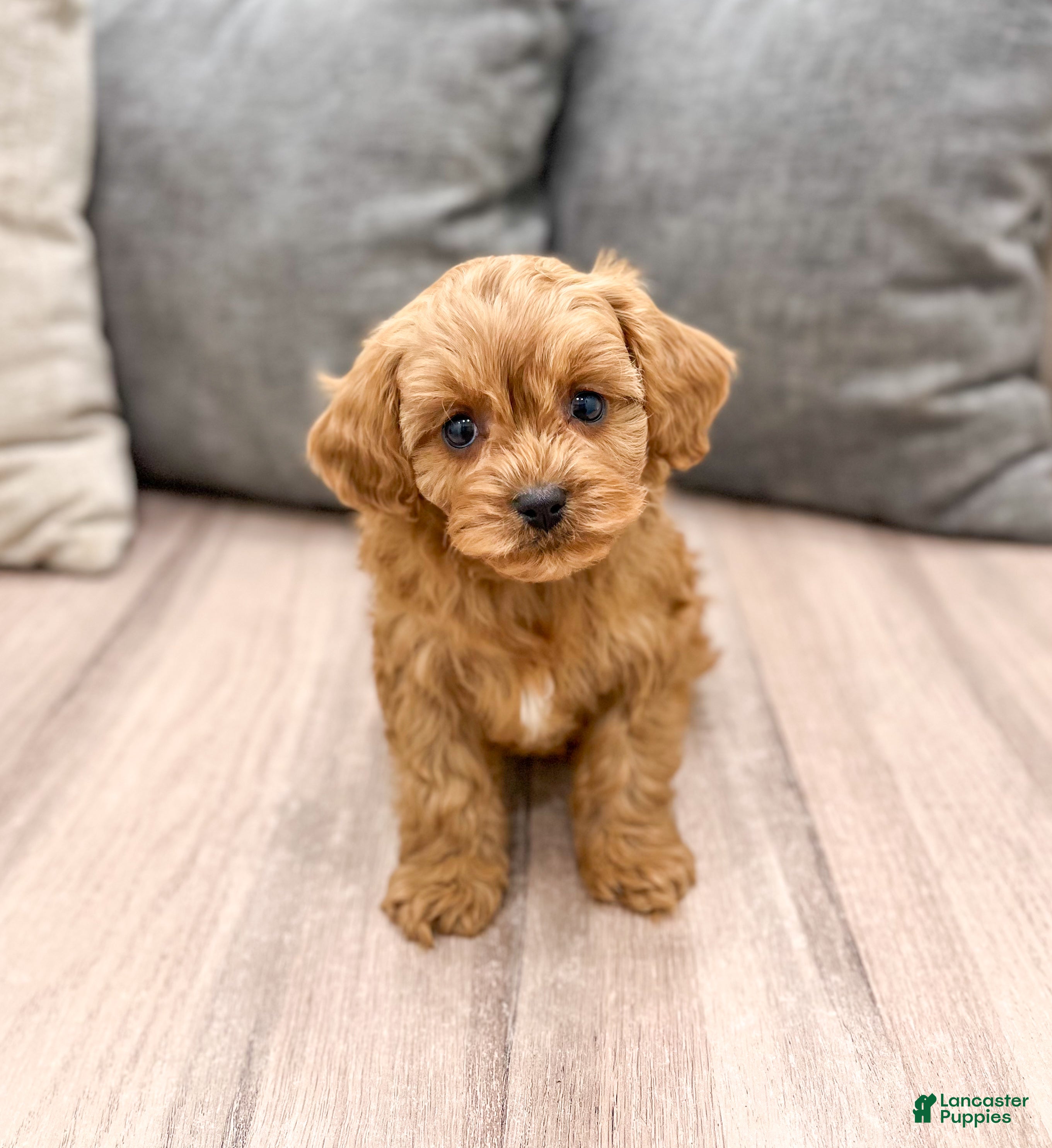 Cavapoo dogs Rusty - Ad 33