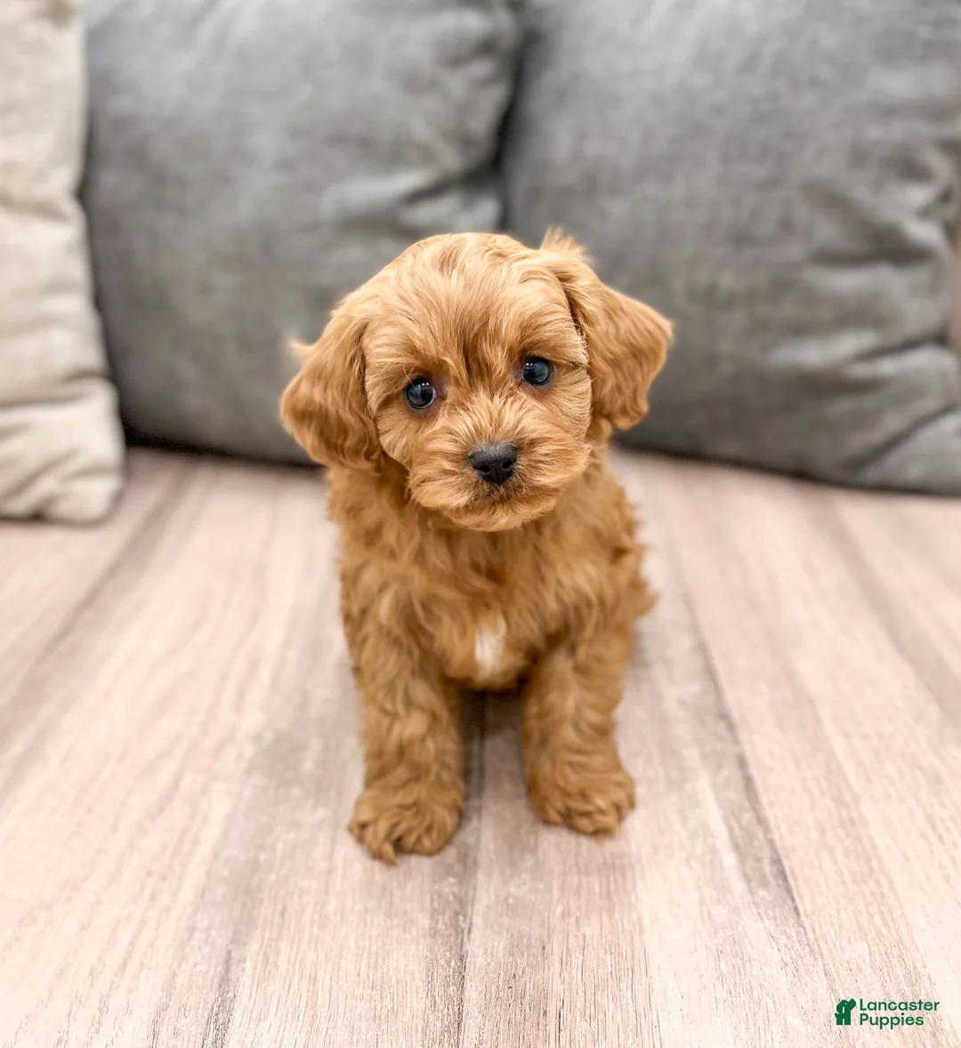 Cavapoo dogs for sale: Rusty - Ad 1