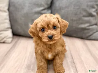 Cavapoo dogs Rusty - Ad 33