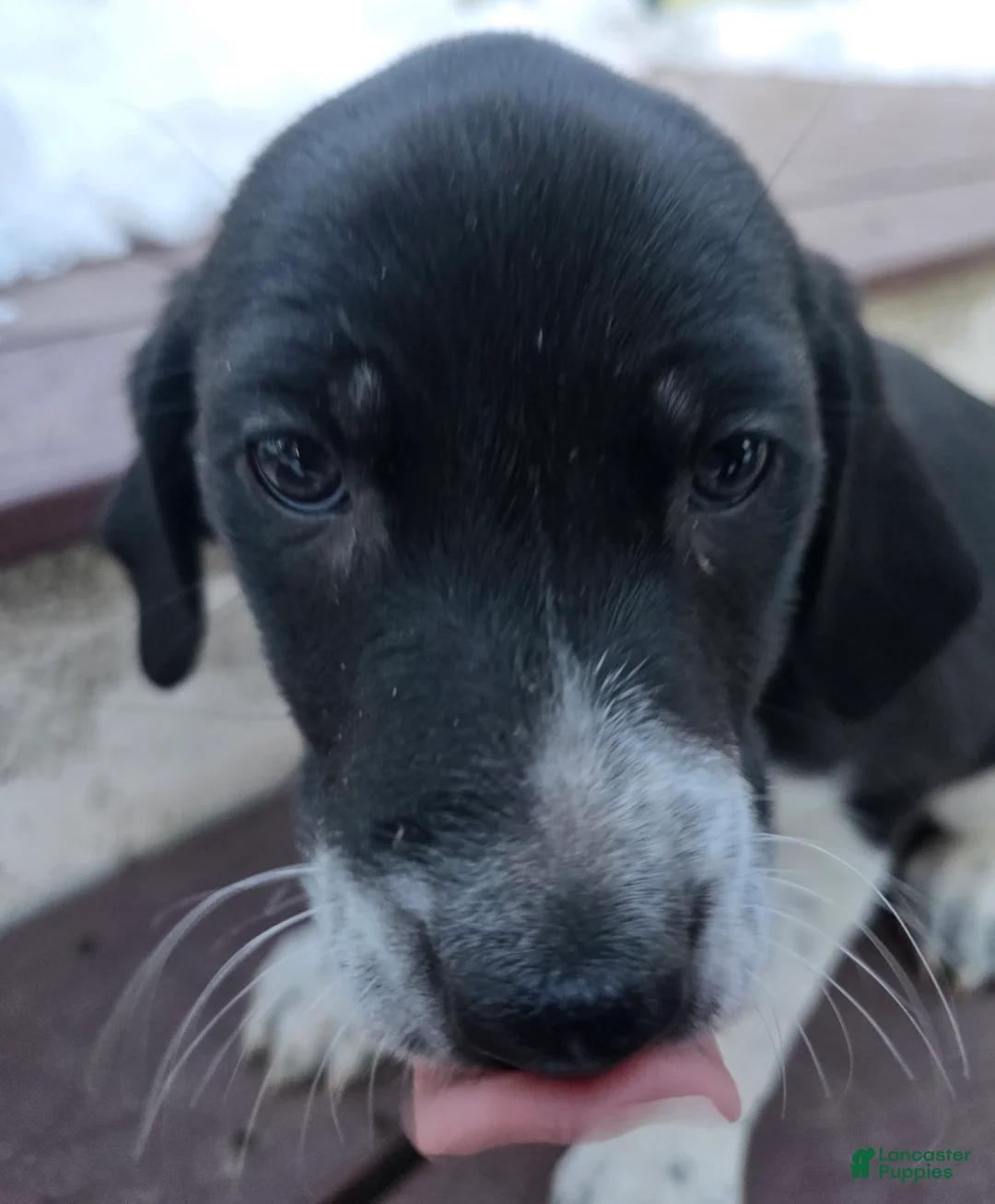 Other breed dogs for sale: Houdini - Ad 3