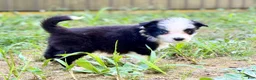 Border Collie dogs for sale: Beck - Ad 3