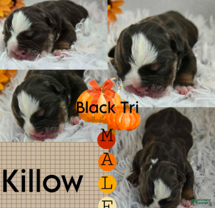 English Bulldog dogs Killow - Ad 7
