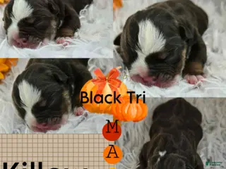 English Bulldog dogs Killow - Ad 7