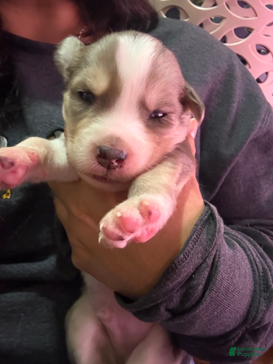 Mixed Breed dogs for sale: Neo - Dark brown Merle - Ad 1