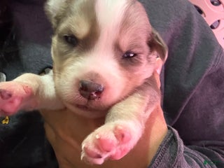 Mixed Breed dogs Neo - Dark brown Merle - Ad 37