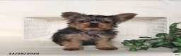 Yorkshire Terrier dogs for sale: Benji - Ad 4