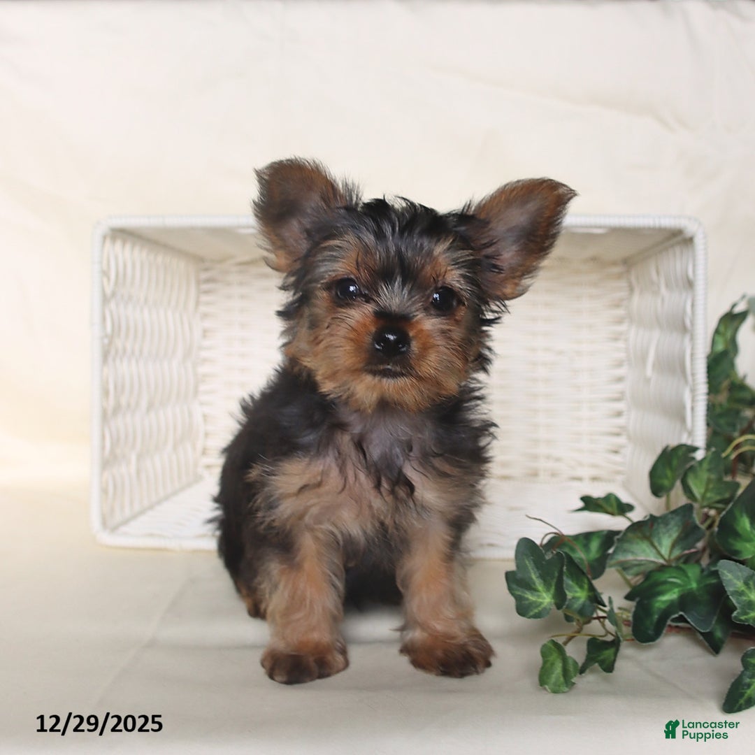 Yorkshire Terrier dogs for sale: Benji - Ad 4
