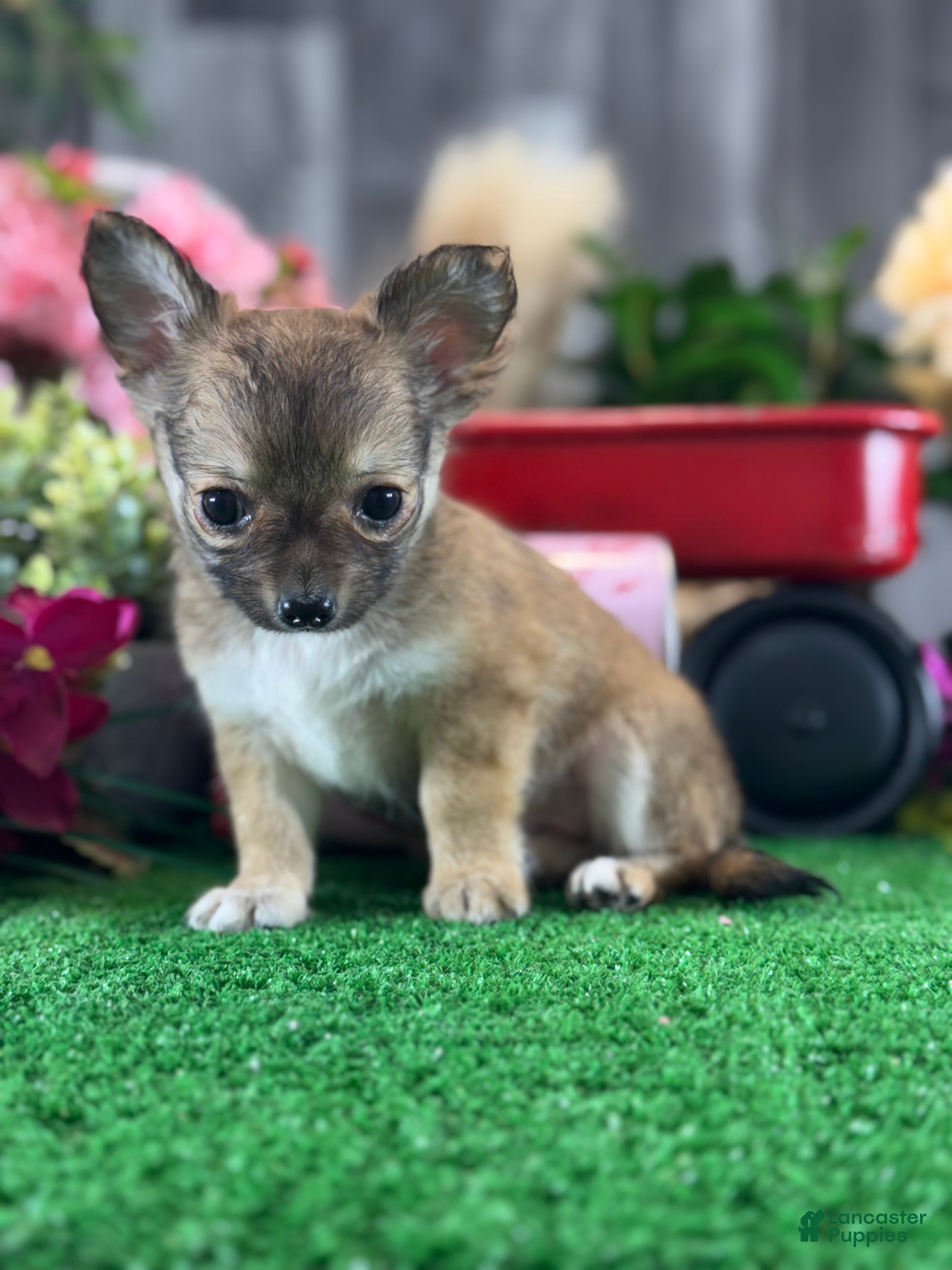 Chihuahua dogs Fiona - Ad 8