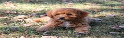 Cavapoo dogs for sale: Pennywhistle - Ad 3