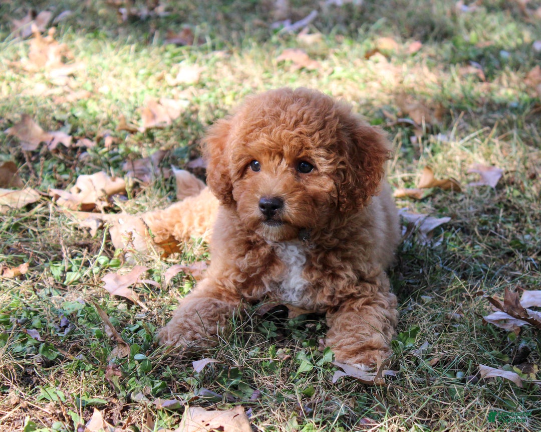Cavapoo dogs for sale: Pennywhistle - Ad 3