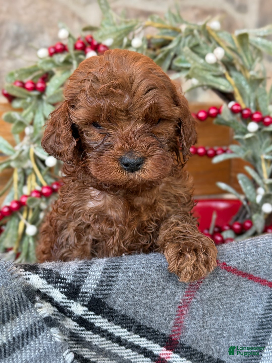Mini Goldendoodle dogs for sale: Igloo - Ad 1