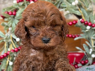 Mini Goldendoodle dogs Igloo - Ad 31