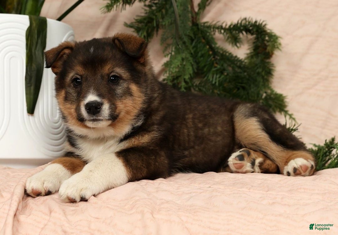Australian Shepherd dogs for sale: Zeke - Ad 9