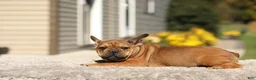 French Bulldog dogs for sale: Otto – Fawn Brindle - Ad 3