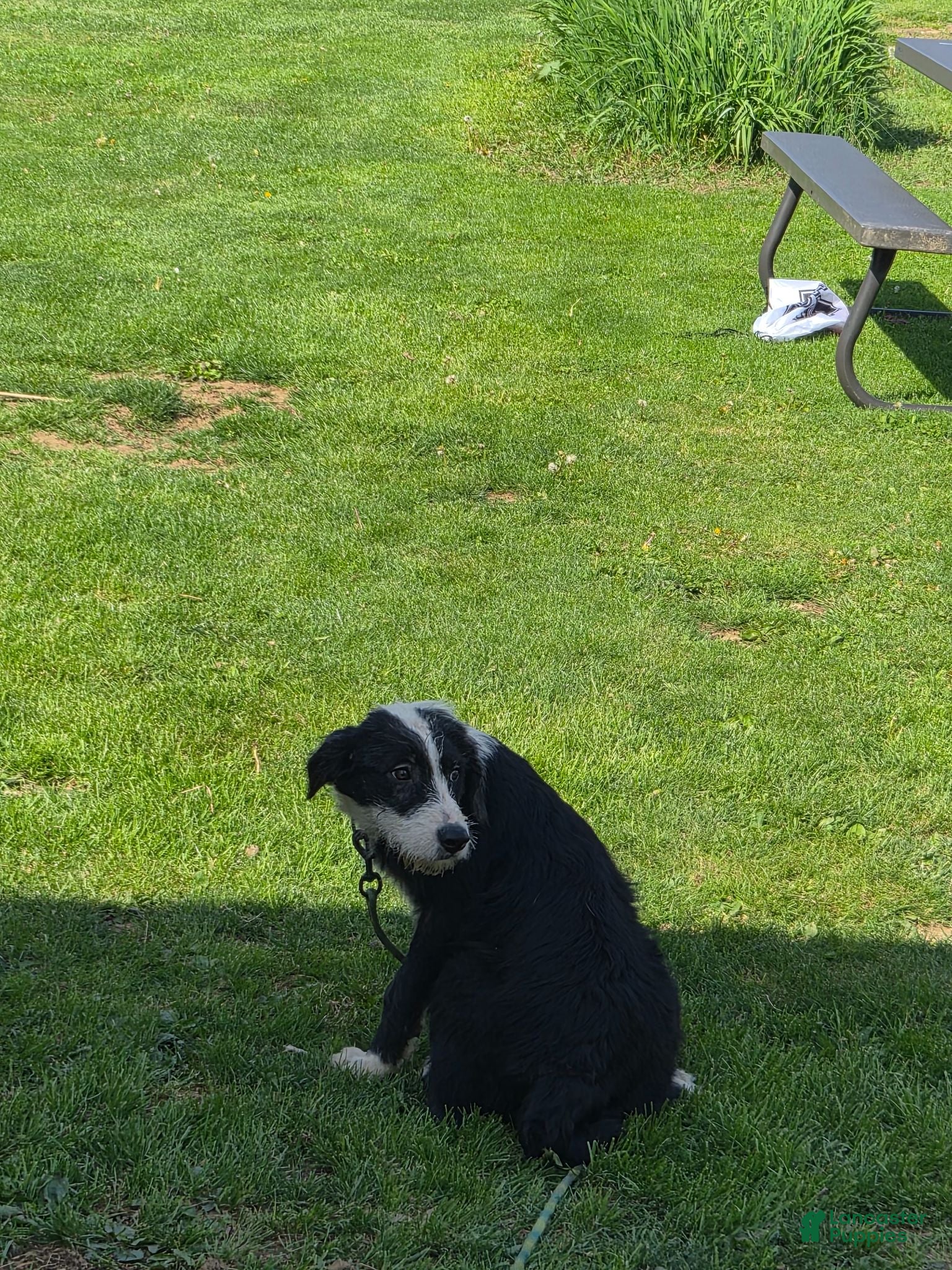 Mixed Breed dogs Mixed Breed 1 - Ad 36