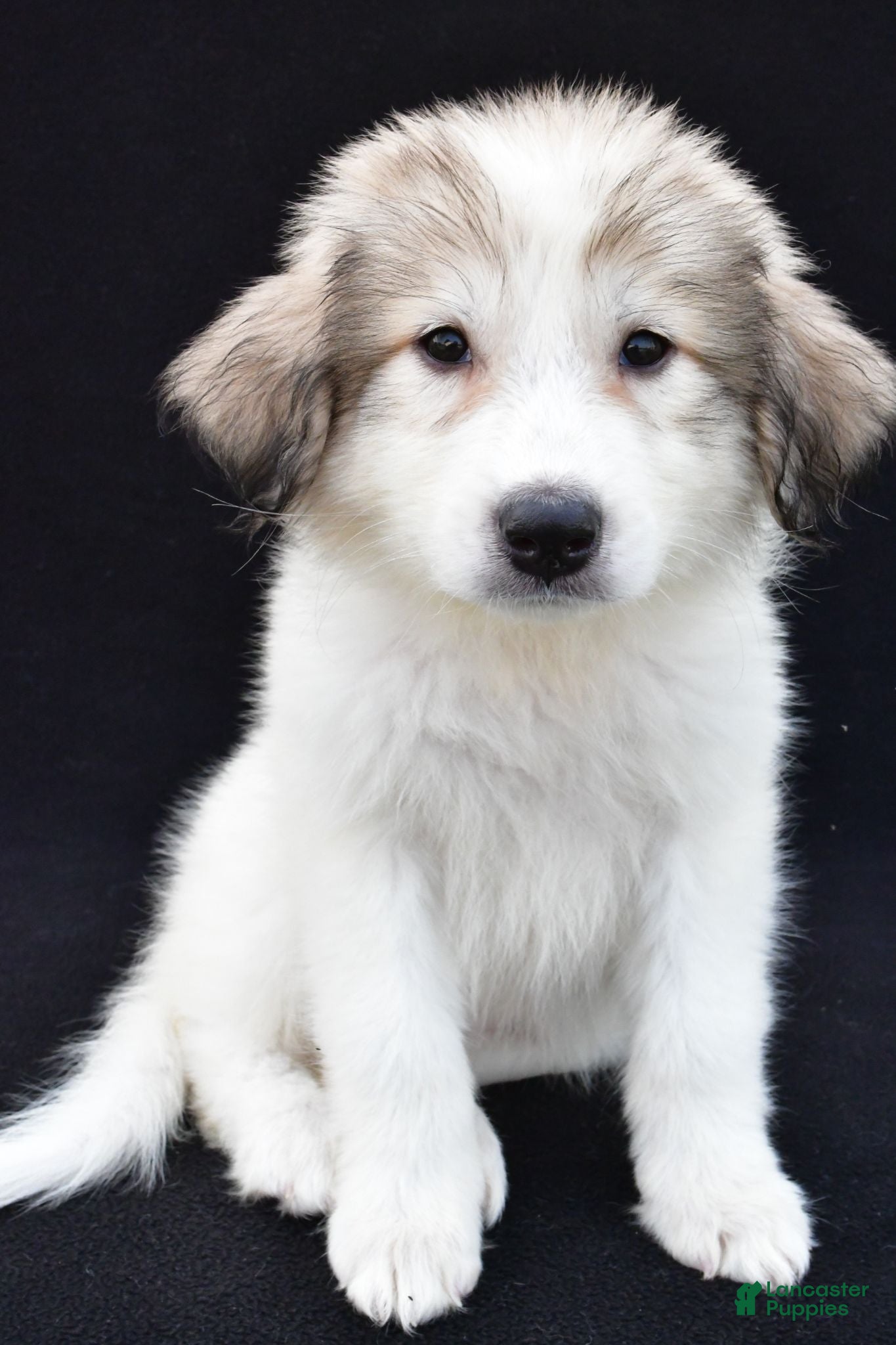 Great Pyrenees dogs Marie - Ad 1