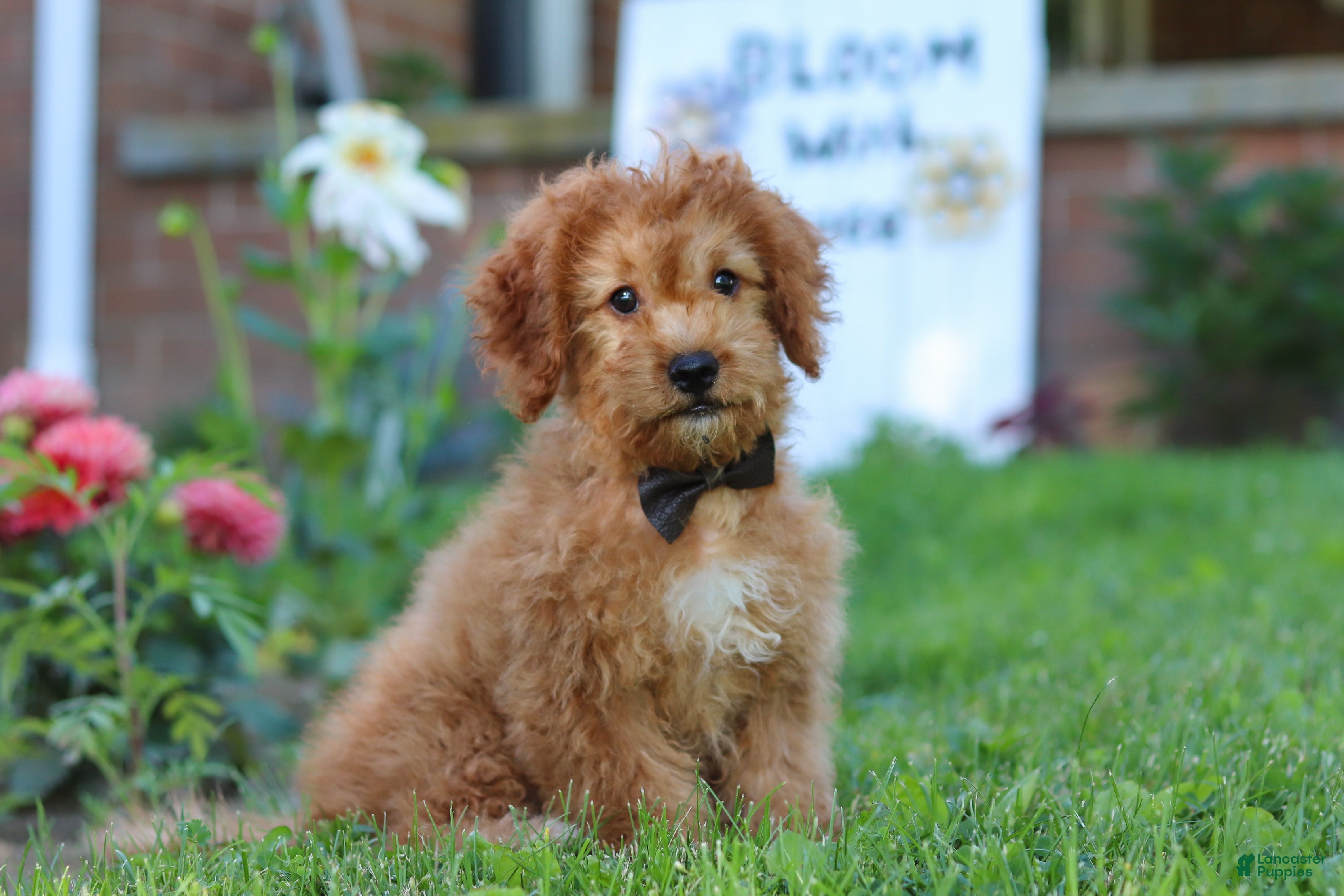 Cavapoo dogs Henry - Ad 1
