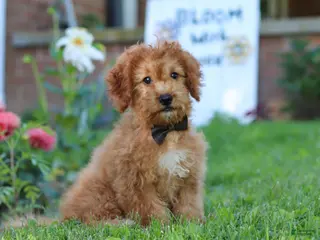 Cavapoo dogs for sale: Henry - Ad 2