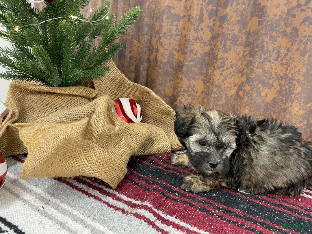 Shihpoo dogs for sale: Copper  - Ad 5