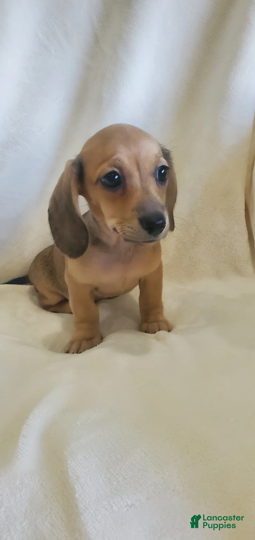 Miniature Dachshund dogs for sale: Biscotti - Ad 10