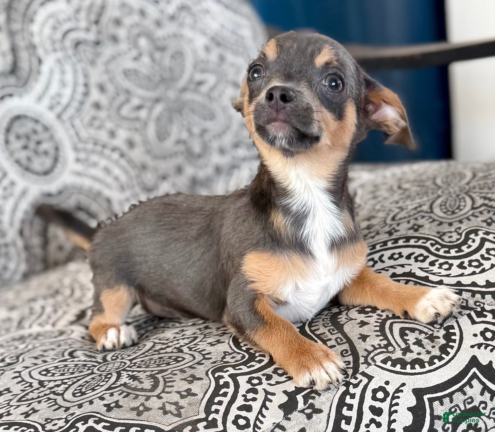 Chihuahua dogs Blue tri - Ad 2