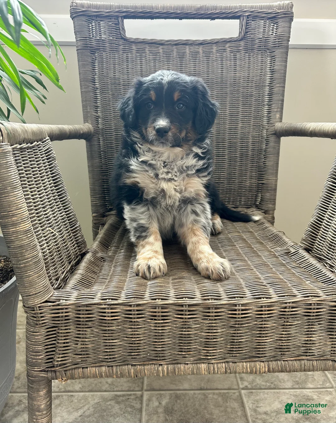 Australian Shepherd dogs for sale: Lucy - Ad 1