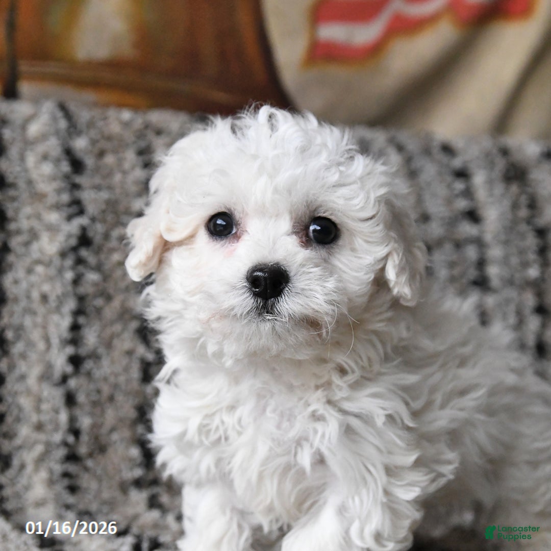 Bichon Frise dogs for sale: Freddie - Ad 2