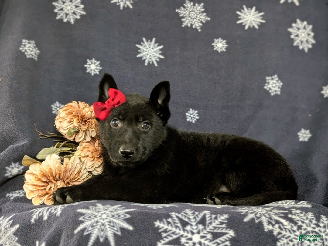 German Shepherd dogs for sale: Demi - Ad 5