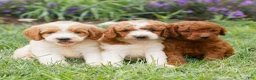 Miniature Labradoodle dogs for sale: Felix  - Ad 4