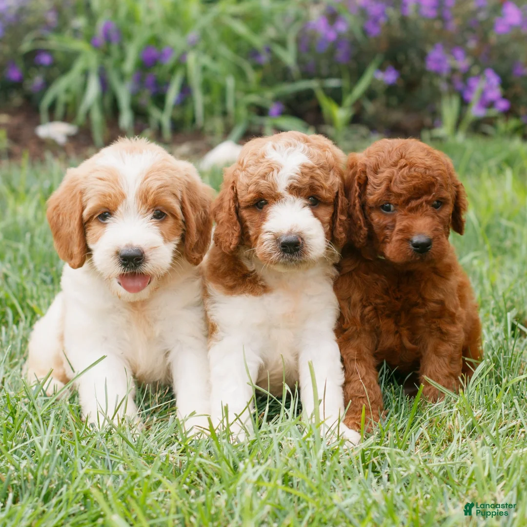 Miniature Labradoodle dogs for sale: Felix  - Ad 4