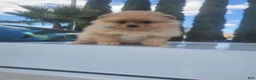 Pomeranian dogs for sale: TEDDY - Ad 2