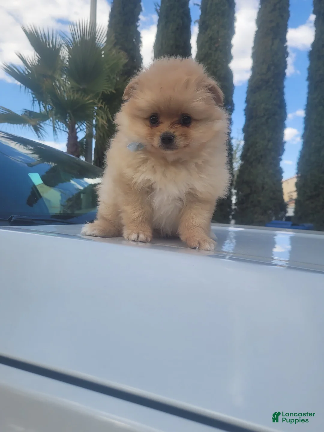 Pomeranian dogs for sale: TEDDY - Ad 2