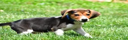 Beagle dogs for sale: Bo - Ad 4