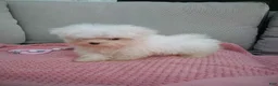 Maltese dogs for sale: Lily - Ad 4