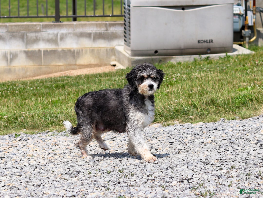 Mini Bernedoodle dogs for sale: Eve - Ad 9