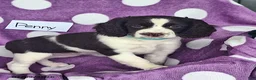 English Springer Spaniel dogs for sale: Penny - Ad 8