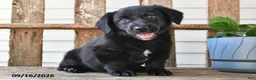 Mixed Breed dogs for sale: Shadow - Ad 3