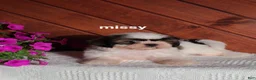 Shih Tzu dogs for sale: Missy  - Ad 4