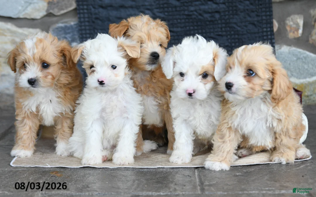Maltipoo dogs for sale: Dawny - Ad 5