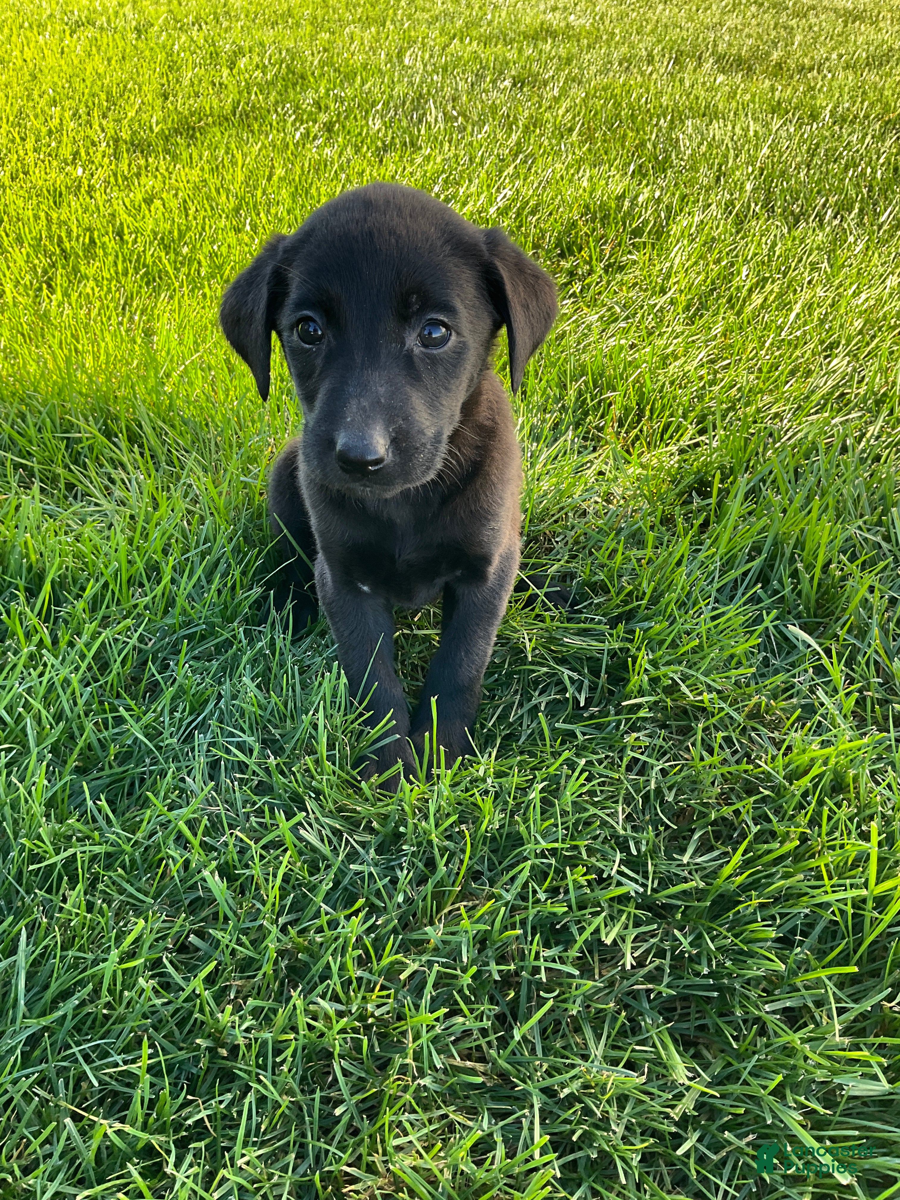 Labrador Retriever dogs Misty - Ad 2